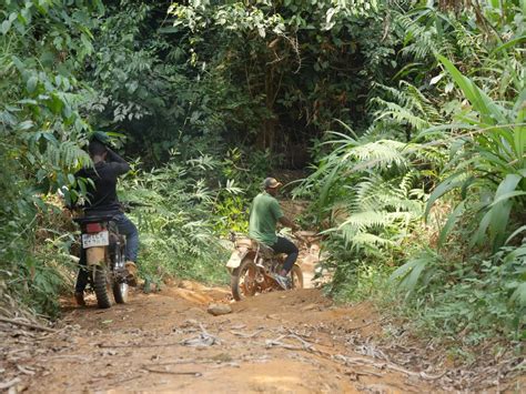 Deforestation in Cameroon: Who benefits from the treetops? (French ...