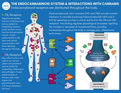 The Endocannabinoid System