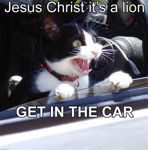 It's a lion! | Funny Cat Pictures