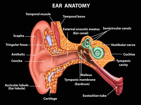 Diagram Of Eustachian Tube And Sinuses