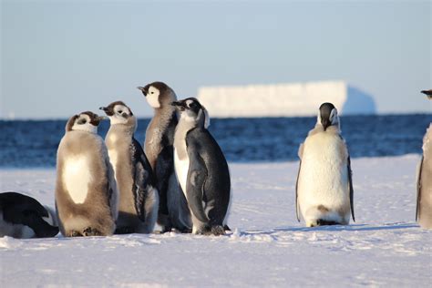 Emperor penguins join polar bears on ESA list of threatened species based on flawed climate ...