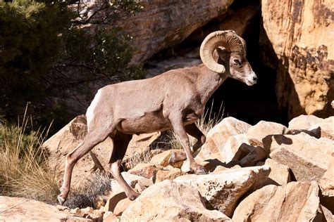 Animales en peligro de extinción: Borrego Cimarrón