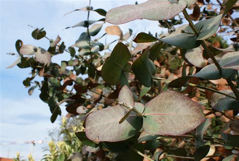 Photo #51903 | Eucalyptus neglecta | plant lust