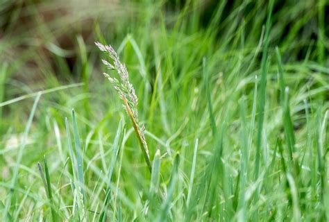 Buffalo Grass: A Low-Maintenance Lawn Option