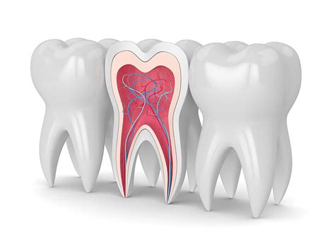 How Long Does A Canine Root Canal Take