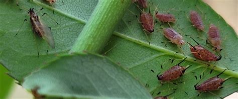 Aphids - BioBee USA