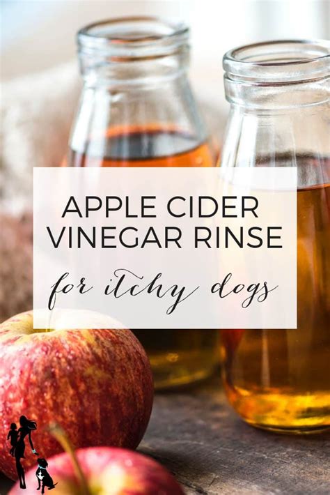 Apple Cider Vinegar for Itchy Dogs - Oh My Dog!