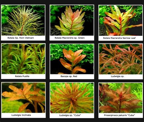 Plantas de acuario Amarillas / Naranjas | Planted aquarium, Freshwater plants, Fish plants