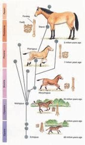 Evolution Timeline | Timetoast timelines