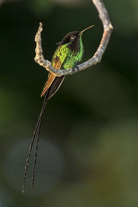 Black-billed Streamertail | Colorful Bird | Bird Photography