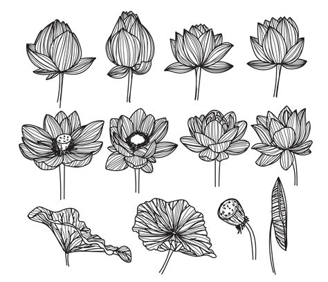 lotus flower drawing and sketch black and white 6006193 Vector Art at Vecteezy