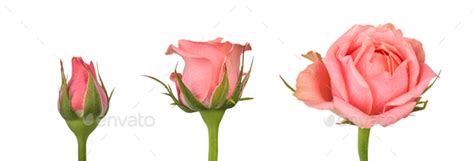 Blooming stages of pink rose flower isolated on white background. Stock Photo by albinasol777