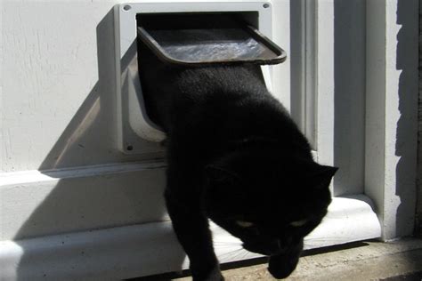 How to buy a cat flap for a door: what to consider - Global Gardening Secrets