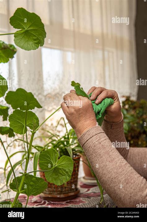 A person cleaning house plants in the room Stock Photo - Alamy