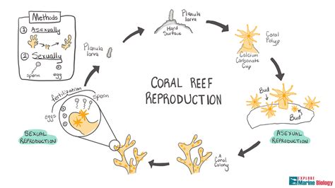 Mapping Innovations In Coral Restoration To The Coral - vrogue.co