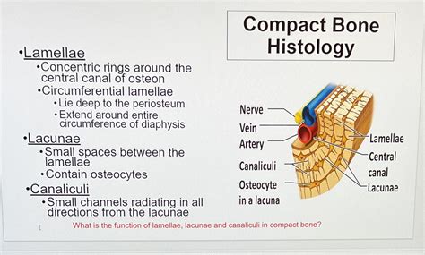 [Solved] Compact Bone . Lamellae Histology . Concentric rings around the... | Course Hero