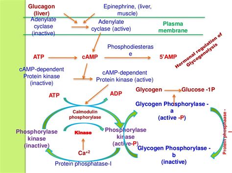 GLYCOGENOLYSIS & REGULATION OF GLYCOGEN METABOLISM