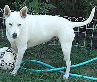 bull terrier queensland heeler mixed breed dog - online dog ...