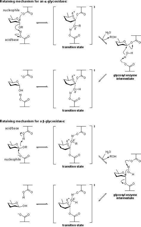 File:Retaining glycosidase mechanism.png - CAZypedia