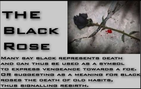 Black Rose Meaning | Black rose meaning, Rose meaning, Black rose