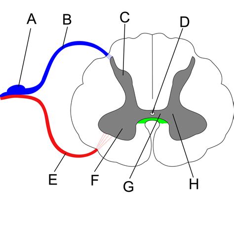 The spinal cord | Human Anatomy and Physiology Lab (BSB 141)