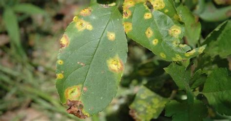 Cedar Apple Rust Treatment: How to Stop Tree Fungus Disease