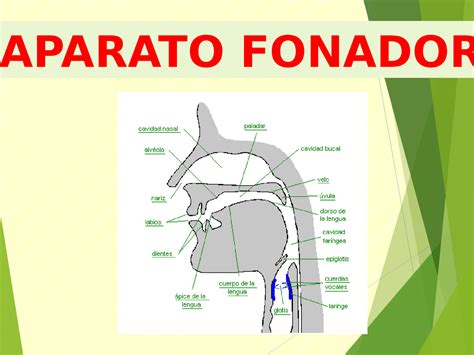 Aparato Fonador Conceptos Basicos Docsity