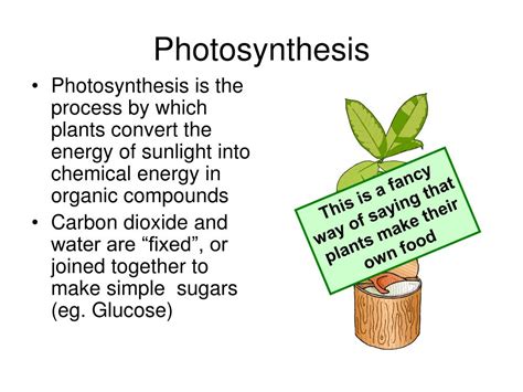 PPT - Chapter 6: Photosynthesis PowerPoint Presentation, free download ...