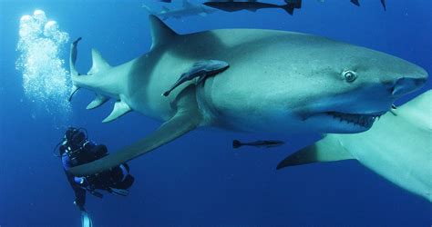 Review: Sharkwater Extinction is one last great act of environmental heroism - The Globe and Mail