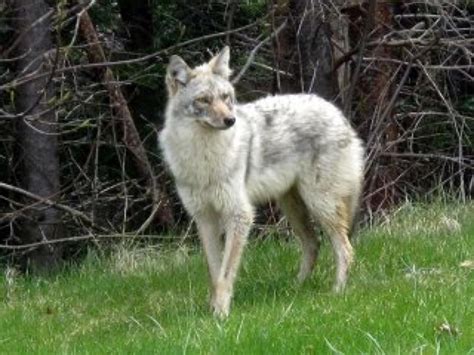 Rare White Coat Coyote by TribalSkyeFox on DeviantArt