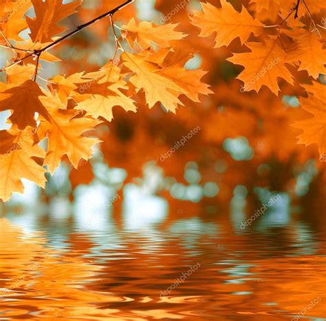 Red autumn leaves reflecting in the water Stock Photo by ©silverjohn ...