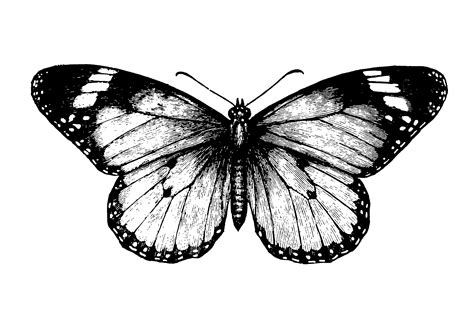 Black n white butterfly - Butterflies Wallpaper (2742x1793) (198412)