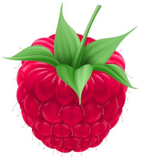 Collection of Raspberry clipart | Free download best Raspberry clipart ...