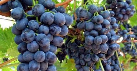 Black Grapes Plant | Kale Angoor | Trustherb | Buy Ayurvedic herbs online