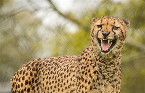 50+ Cheetah Roar Photos Stock Photos, Pictures & Royalty-Free Images - iStock