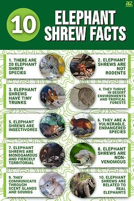 10 Interesting Facts About Elephant Shrews - A-Z Animals