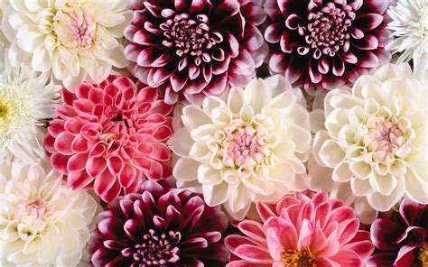 Flower Desktop Wallpaper Pinterest - Debora Milke