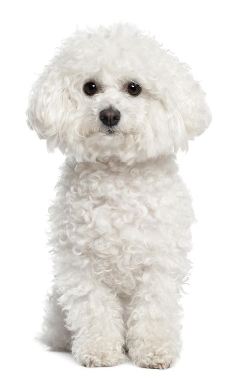 Small White Curly Dog Breeds >>> Read more about living with pet dogs ...