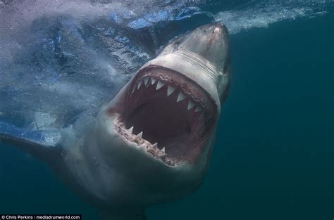 American photographer captures great white shark’s teeth in terrifying ...