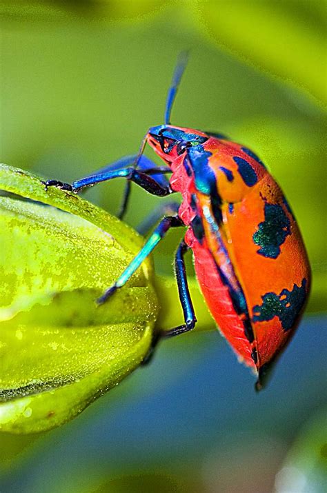 Insect Photography – All Digital Photography