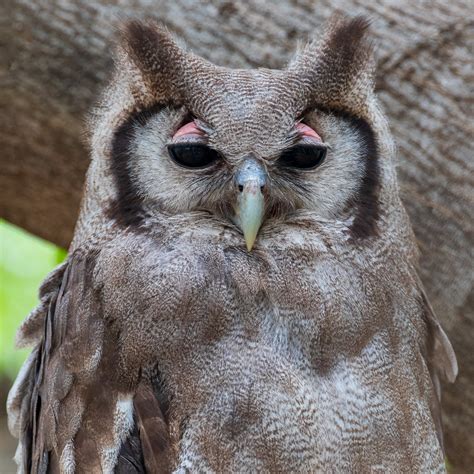 Verreaux's Eagle-owl | Cindy Goeddel Photography, LLC