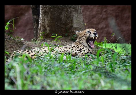 GROWL !!! | Cheetah (captive) | Nehru Zoological Park | Hyde… | Flickr