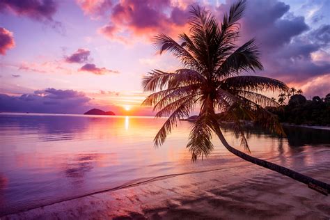 Palm Tree Beach Wallpaper