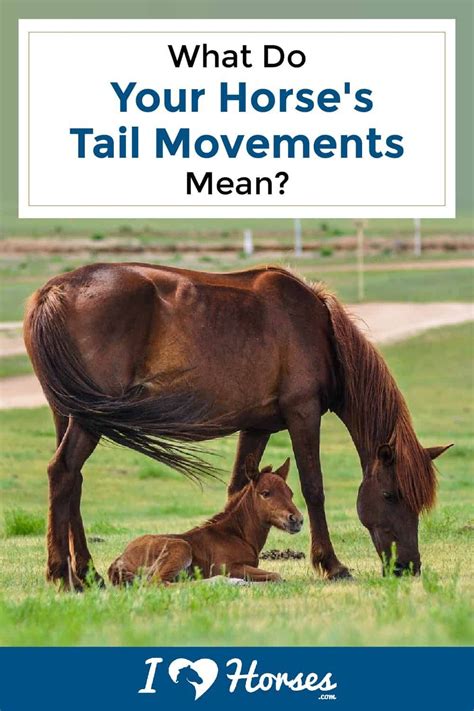 Tail Talk: Here's What Your Horse's Tail Movements Really Mean | Horses, Horse tail, Horseback ...