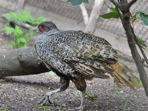 Catreus wallichii / Cheer pheasant in zoos