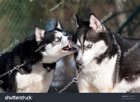 Two Siberian Husky Playing Stock Photo 97853675 : Shutterstock