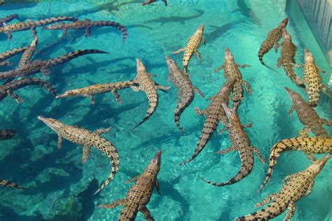 Crocosaurus Cove, Darwin