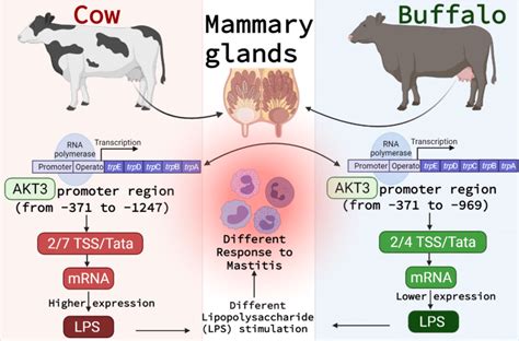 The different responses to mastitis between cow and buffalo based on ...