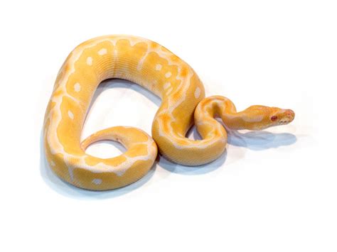 Albino Clown - Morph List - World of Ball Pythons