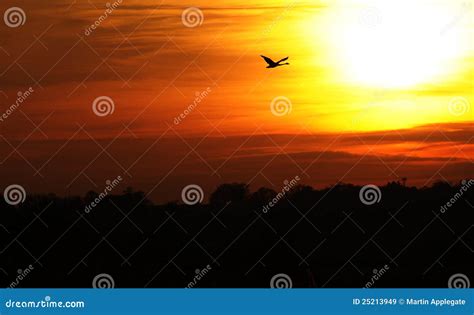 Swan Flying in Colorful Sunset Stock Image - Image of colorful, dusk: 25213949